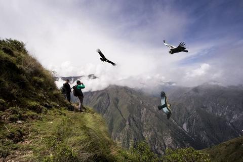 Full day tour to Condor Viewpoint at Chonta Peru